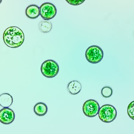 Extremeophile Algae Detail